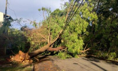 Impacto do Temporal em Barão Geraldo - Seis Árvores Derrubadas
