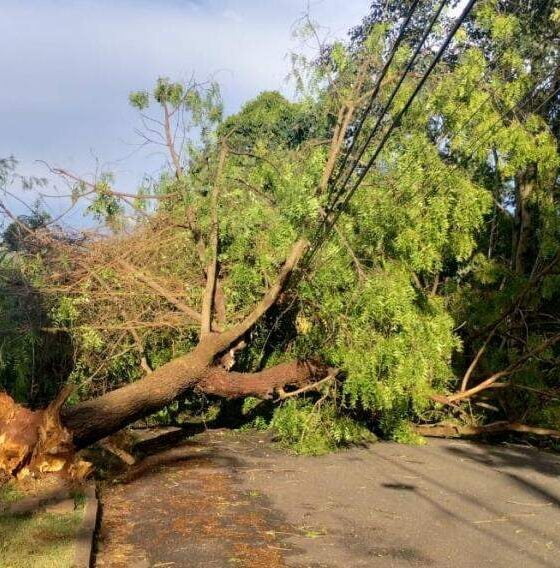 Impacto do Temporal em Barão Geraldo - Seis Árvores Derrubadas