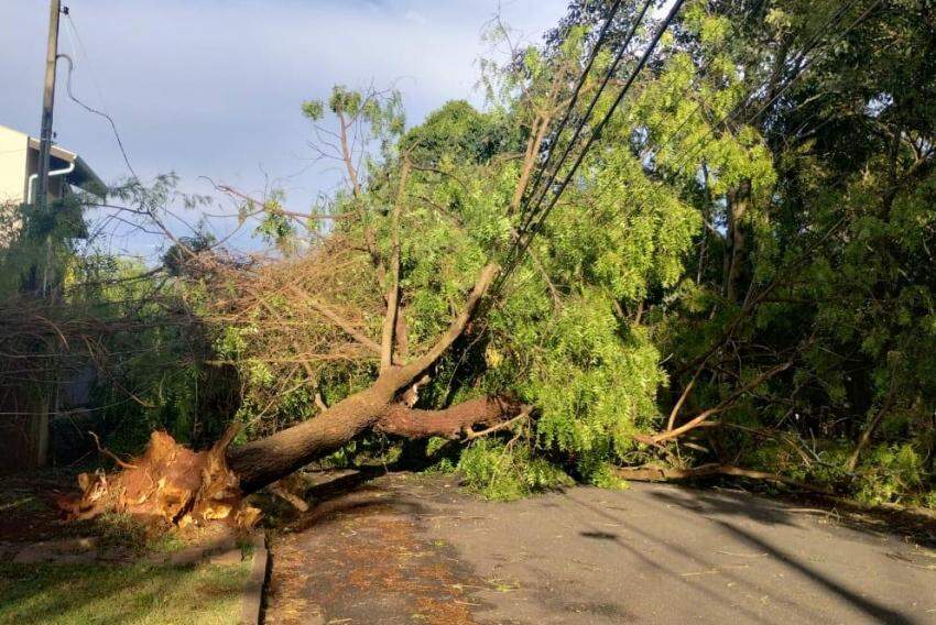 Impacto do Temporal em Barão Geraldo - Seis Árvores Derrubadas