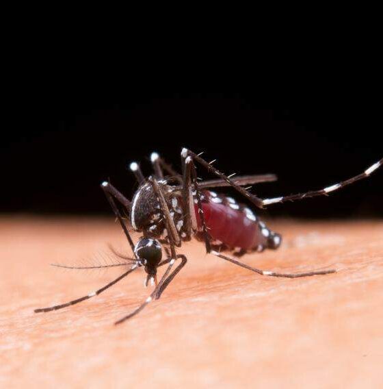 Cidades sem casos de dengue recebem vacinas enquanto Campinas enfrenta surto da doença