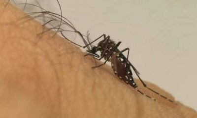 Ministério da Saúde em Investigação - Suspeita de Primeira Morte por Dengue em Campinas