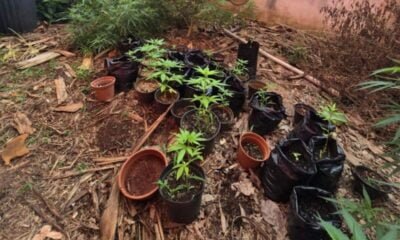 Médico detido com plantas de maconha e cogumelos em uma fazenda em Campinas