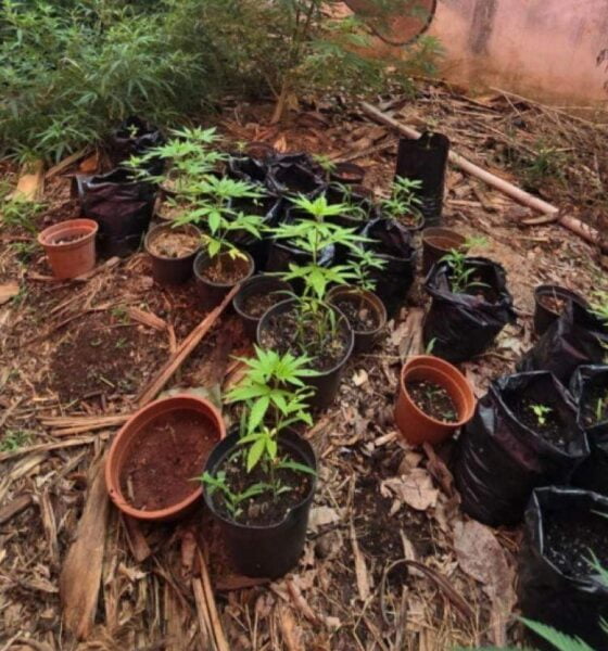 Médico detido com plantas de maconha e cogumelos em uma fazenda em Campinas