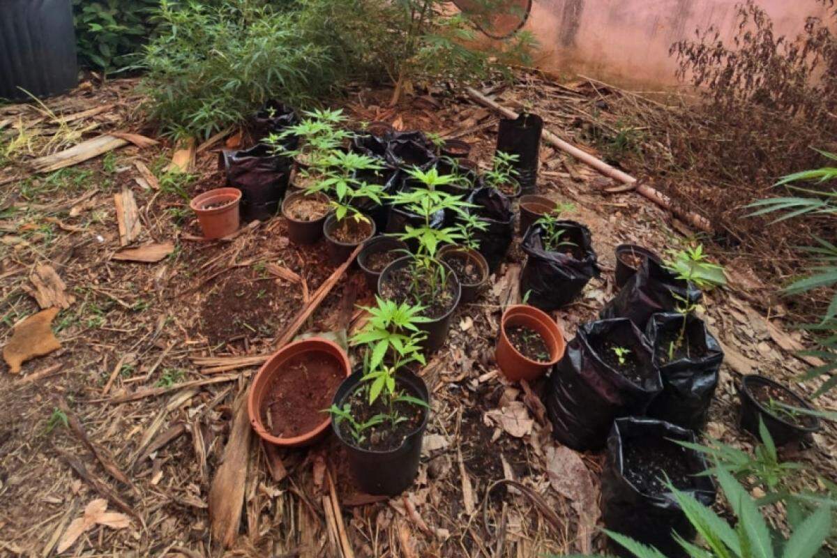 Médico detido com plantas de maconha e cogumelos em uma fazenda em Campinas