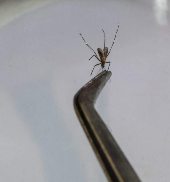 Primeira Fatalidade de Dengue em 2024 em Campinas - Uma Idosa de 94 Anos