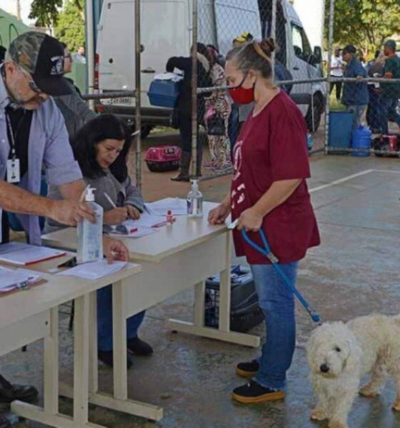 Campanha de Castração de Pets na Região do Campo Belo - Como Participar