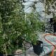 Casal é Detido com Aproximadamente 35 Plantas de Maconha em sua Residência em Hortolândia