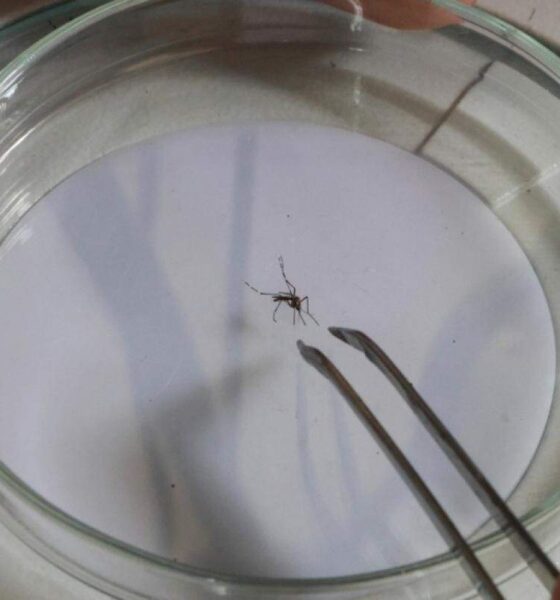 Confirmação de mais duas fatalidades por dengue em Campinas