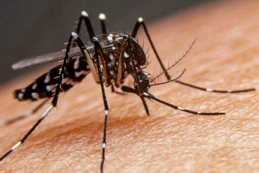 Dengue na Região de Bauru - 2024 Registra Novos Óbitos