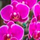 Indaiatuba celebra a diversidade com evento de orquídeas exóticas e raras