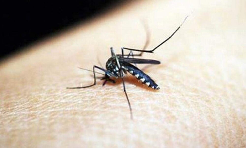 Jacareí registra mais uma fatalidade devido à dengue; total de vítimas sobe para 12 na cidade