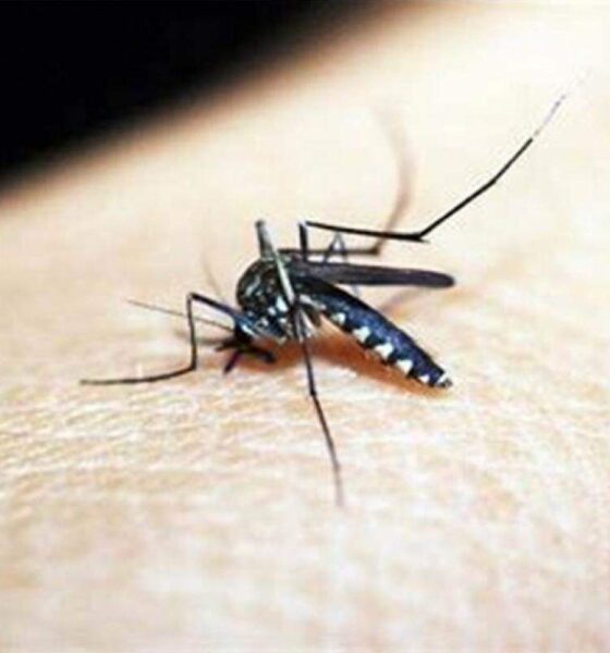 Jacareí registra mais uma fatalidade devido à dengue; total de vítimas sobe para 12 na cidade