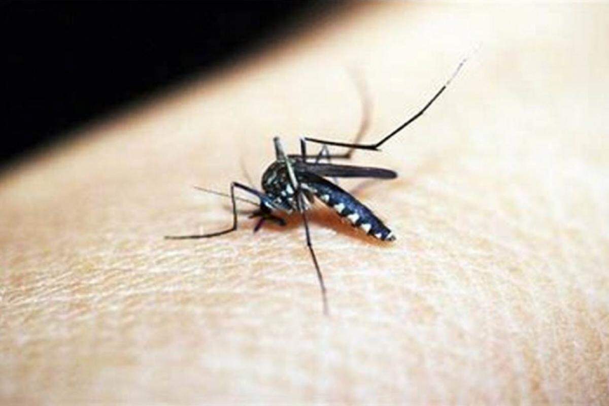 Jacareí registra mais uma fatalidade devido à dengue; total de vítimas sobe para 12 na cidade