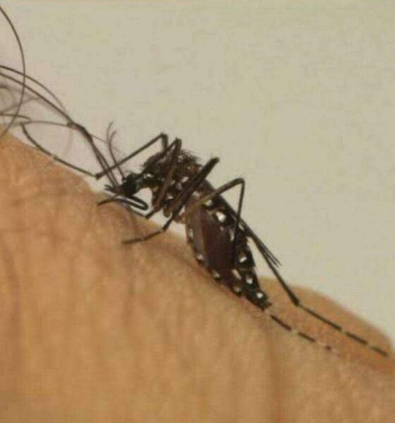 Aumento Acentuado de Casos de Dengue - Campinas Registra 52,8 Mil Infeções