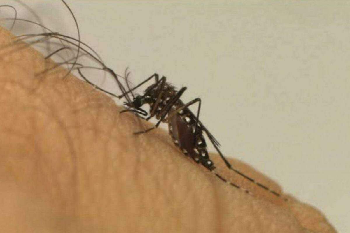 Aumento Acentuado de Casos de Dengue - Campinas Registra 52,8 Mil Infeções
