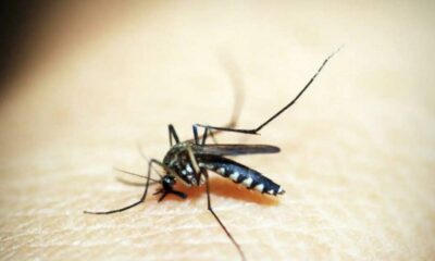 Dengue em Campinas - Uma análise dos casos em 2024