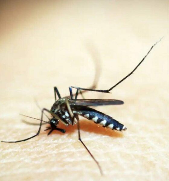 Dengue em Campinas - Uma análise dos casos em 2024