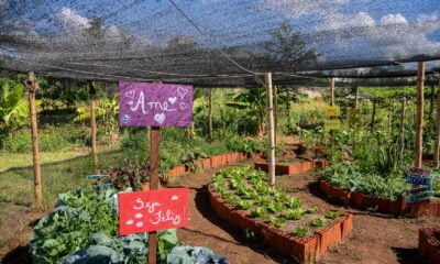 Espaço Agroecológico Sol d'Icaraí - Um Oásis de Atividades de Gestão Agroflorestal