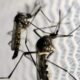 Jaguariúna registra primeiro óbito causado por Dengue após nove anos