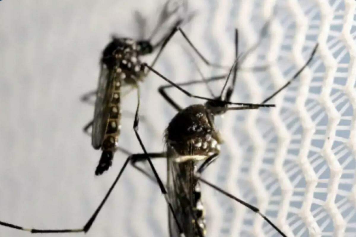 Jaguariúna registra primeiro óbito causado por Dengue após nove anos