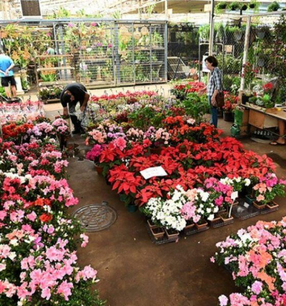 Dia das Mães - Fluxo Recorde de Visitantes Aguardado na Ceasa de Campinas