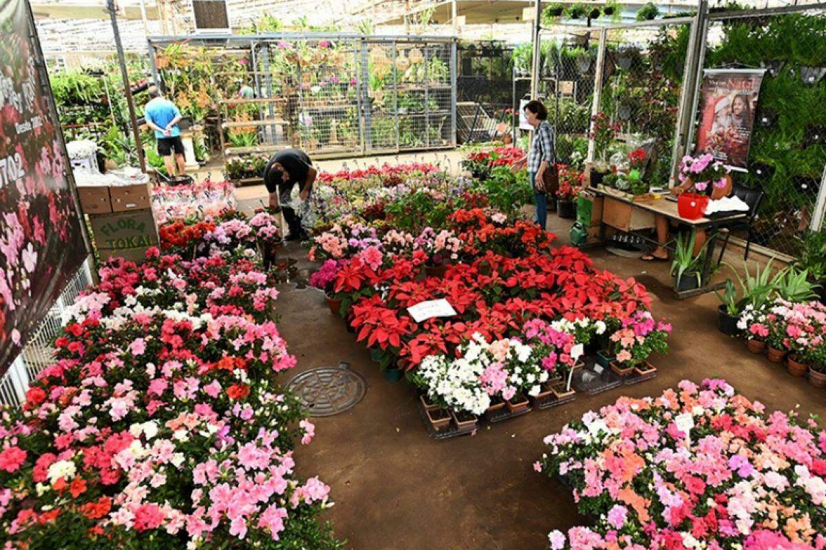 Dia das Mães - Fluxo Recorde de Visitantes Aguardado na Ceasa de Campinas