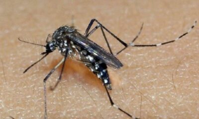 Vinhedo Enfrenta Trágica Perda - Primeira Morte por Dengue em Nove Anos