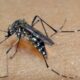 Vinhedo Enfrenta Trágica Perda - Primeira Morte por Dengue em Nove Anos