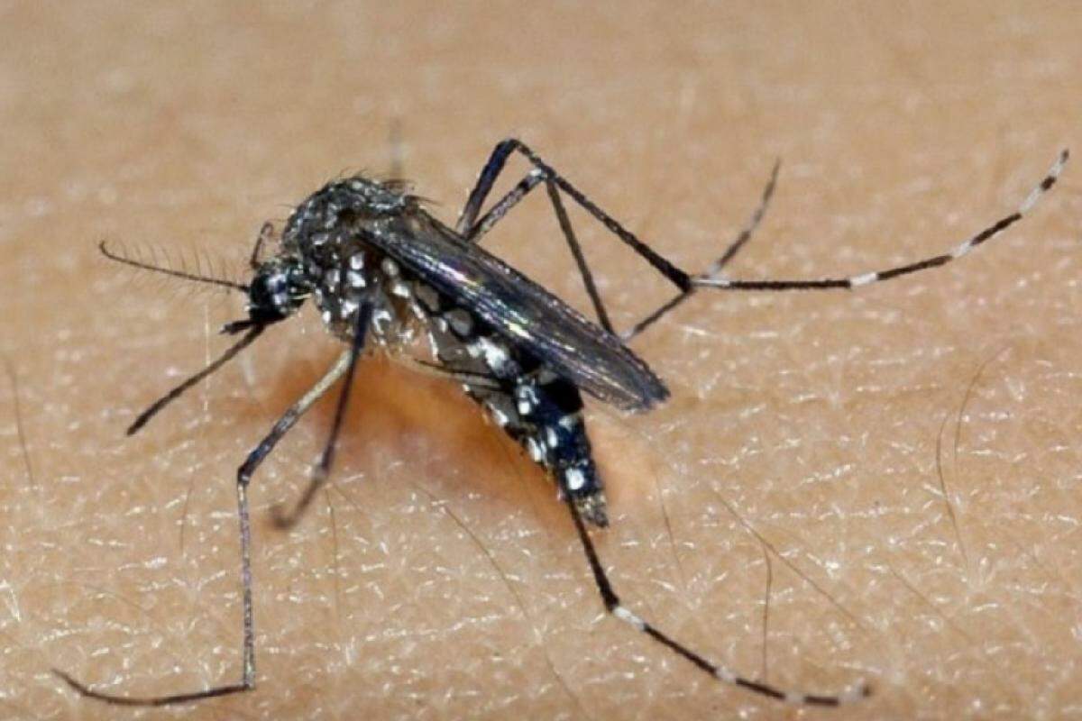 Vinhedo Enfrenta Trágica Perda - Primeira Morte por Dengue em Nove Anos