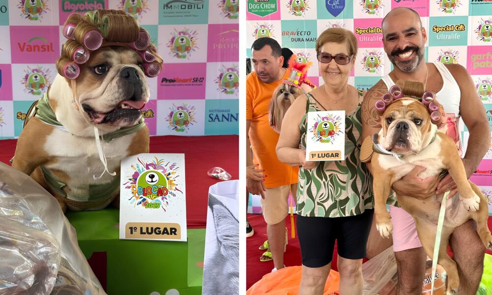 Buldogue Jussara Brilha no Carnaval e Conquista Terceiro T tulo de Fantasia A Estrela de Quatro Patas que Encantou Juiz de Fora