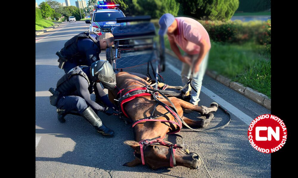 Cavalo Morre de Exaust o em Indaiatuba O Caso que Comoveu Milhares e Levantou Debates Sobre Maus Tratos Animais