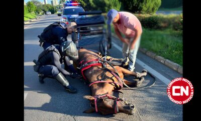 Cavalo Morre de Exaust o em Indaiatuba O Caso que Comoveu Milhares e Levantou Debates Sobre Maus Tratos Animais