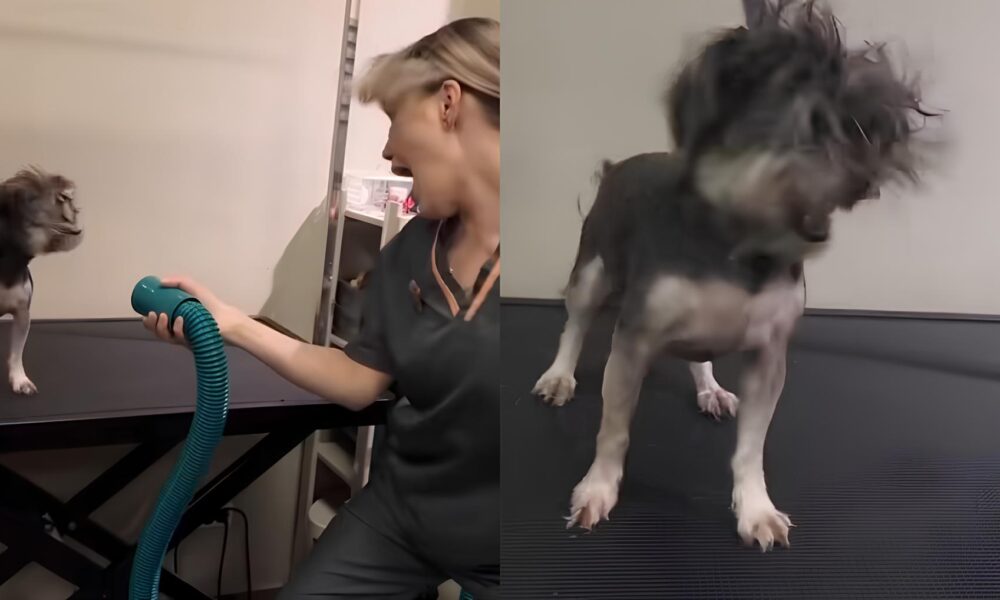 Funcion ria de Pet Shop Diverte a Web em Feat com C o O V deo Viral que Conquistou Cora es