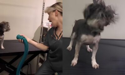 Funcion ria de Pet Shop Diverte a Web em Feat com C o O V deo Viral que Conquistou Cora es