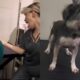 Funcion ria de Pet Shop Diverte a Web em Feat com C o O V deo Viral que Conquistou Cora es