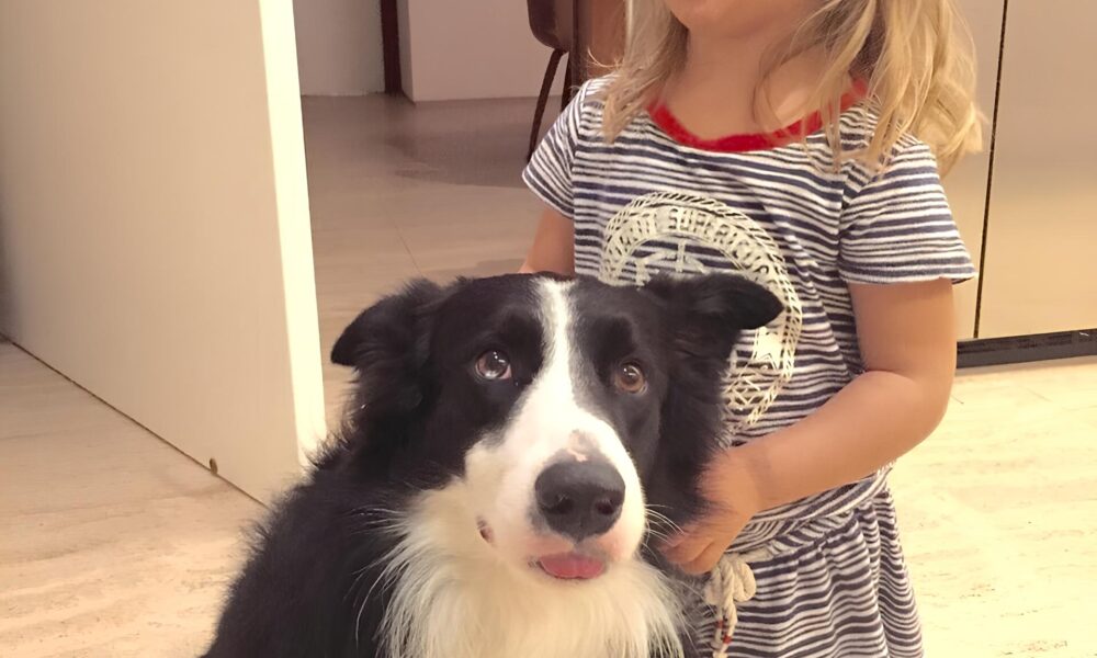 Luciano Huck Lamenta Morte de Ziggy A Dor da Perda de um Companheiro de Quatro Patas