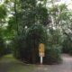 Tr gua nas Chuvas Parques de Campinas Reabrem e a Cidade Respira Al vio