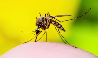 A Epidemia Silenciosa Como a Dengue Est Arrasando Americana em 2025 e o Que Voc Pode Fazer Para Combater o Flagelo