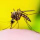 A Epidemia Silenciosa Como a Dengue Est Arrasando Americana em 2025 e o Que Voc Pode Fazer Para Combater o Flagelo