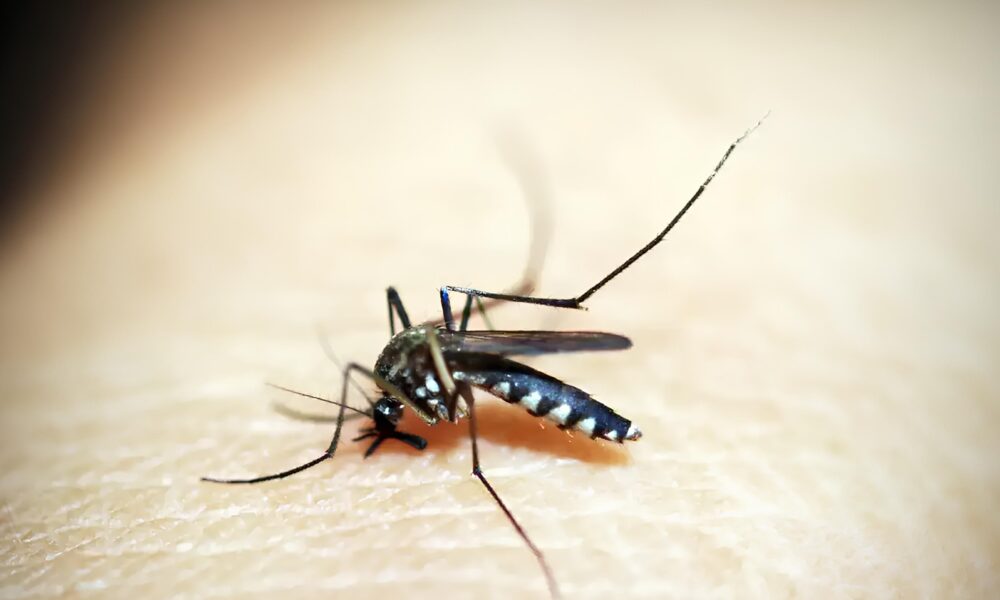 A Epidemia Silenciosa Indaiatuba Confronta Terceira Morte por Dengue em 2025 O Que Isso Significa Para Voc