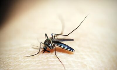 A Epidemia Silenciosa Indaiatuba Confronta Terceira Morte por Dengue em 2025 O Que Isso Significa Para Voc