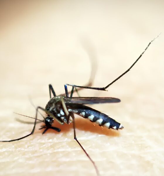 A Epidemia Silenciosa: Indaiatuba Confronta Terceira Morte por Dengue em 2025 – O Que Isso Significa Para Você? 16 A Epidemia Silenciosa Indaiatuba Confronta Terceira Morte por Dengue em 2025 O Que Isso Significa Para Voc