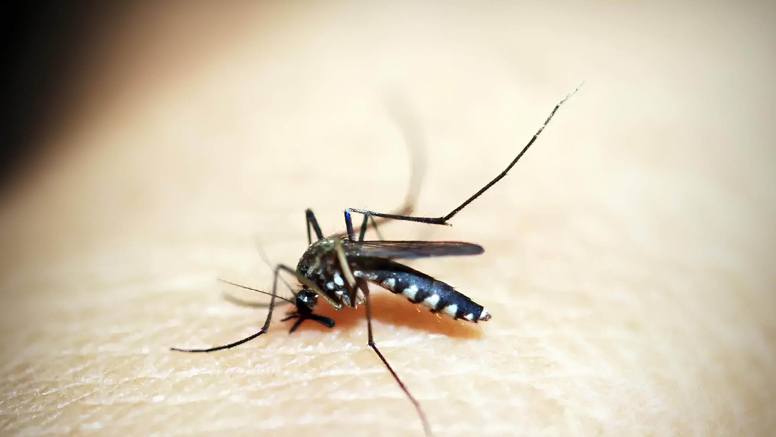 A Epidemia Silenciosa: Indaiatuba Confronta Terceira Morte por Dengue em 2025 – O Que Isso Significa Para Você? 15 A Epidemia Silenciosa Indaiatuba Confronta Terceira Morte por Dengue em 2025 O Que Isso Significa Para Voc scaled
