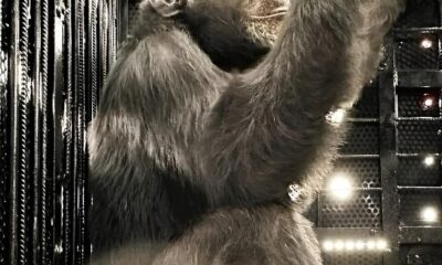A Jornada de Yoko Como um Chimpanz Resgatado Est Redefinindo a Luta Contra o Tr fico de Fauna no Brasil