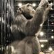 A Jornada de Yoko Como um Chimpanz Resgatado Est Redefinindo a Luta Contra o Tr fico de Fauna no Brasil