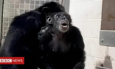 A Saga de Yoko Como um Chimpanz Resgatado Est Redefinindo o Papel do Governo na Prote o da Fauna Silvestre
