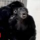 A Saga de Yoko Como um Chimpanz Resgatado Est Redefinindo o Papel do Governo na Prote o da Fauna Silvestre