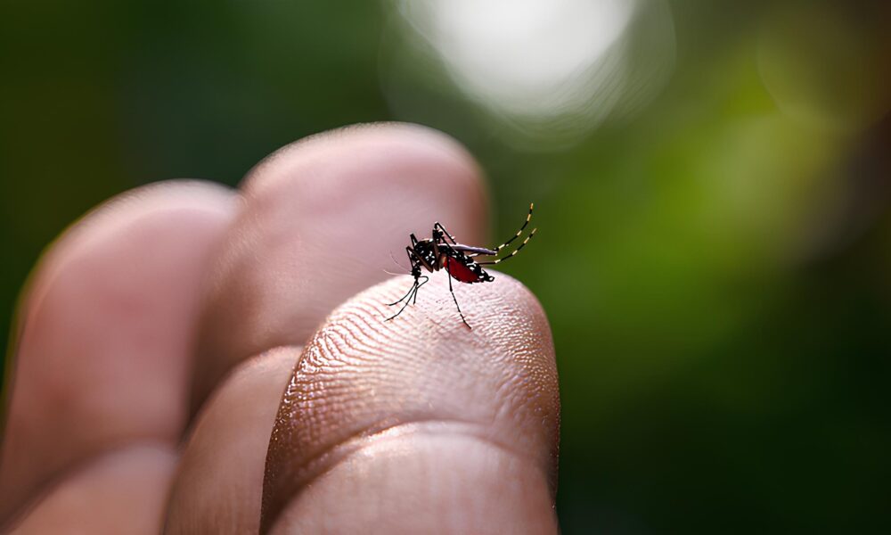 A Sombra da Dengue Como Indaiatuba Luta Contra uma Epidemia Silenciosa em 2025