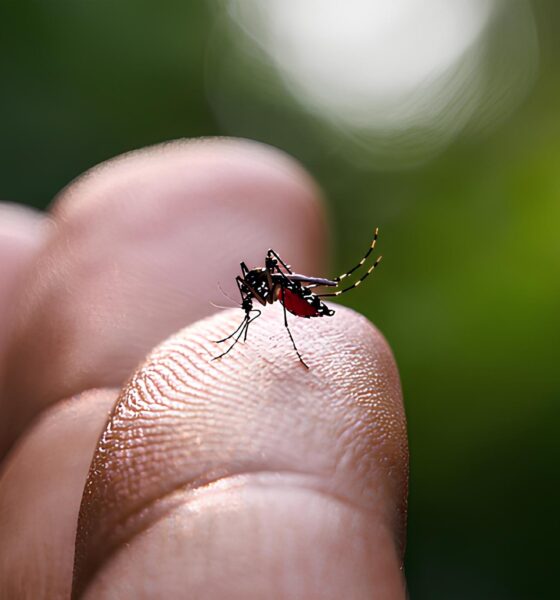 A Sombra da Dengue: Como Indaiatuba Luta Contra uma Epidemia Silenciosa em 2025 16 A Sombra da Dengue Como Indaiatuba Luta Contra uma Epidemia Silenciosa em 2025