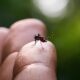 A Sombra da Dengue Como Indaiatuba Luta Contra uma Epidemia Silenciosa em 2025